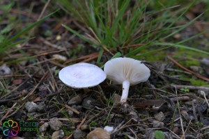 Entoloma sericellum